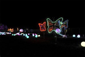 Light Up Butterflies at Malvern Winter Glow